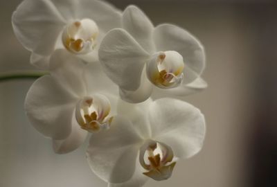 Close-up of white flowers