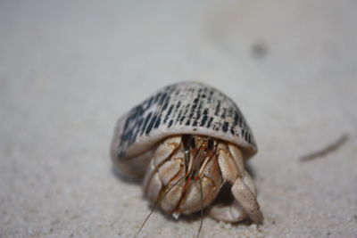 Close-up of crab on sand at beach