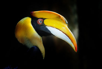 Close-up of bird