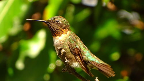 Close-up of hummingbird perching on branch