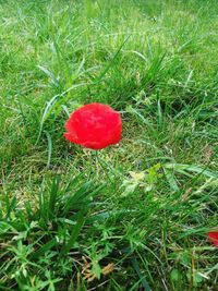 Close-up of red mushroom growing on field