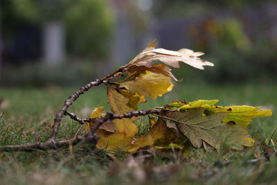 Close-up of bird perching on branch