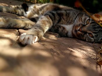 Close-up of cat sleeping