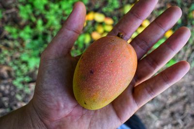 Close-up of hand holding fruit