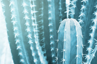 Close-up of plant against blue sky