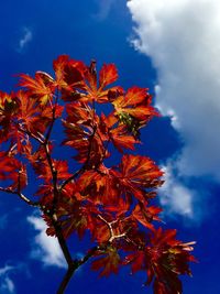 Low angle view of trees against cloudy sky