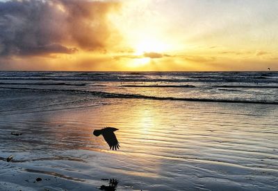 Scenic view of sea during sunset