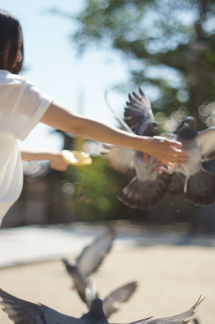 animal themes, animals in the wild, wildlife, bird, one animal, water, focus on foreground, reflection, nature, day, close-up, outdoors, sunlight, flying, lifestyles, spread wings, swimming, leisure activity