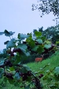 Close-up of fresh green plants against sky