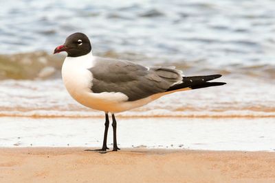 Close-up of bird on beach