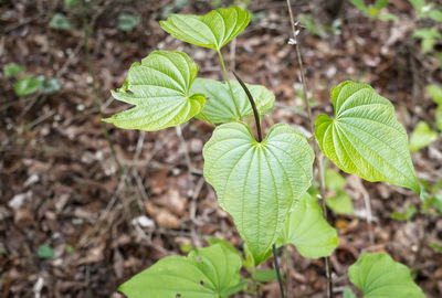 Close-up of fresh green plant