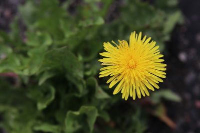 Close-up of yellow flowering plant