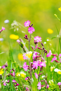 Close-up of pink flowering plants on field