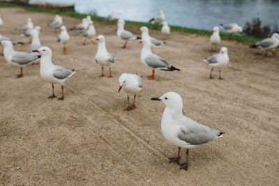 Seagulls perching on sand