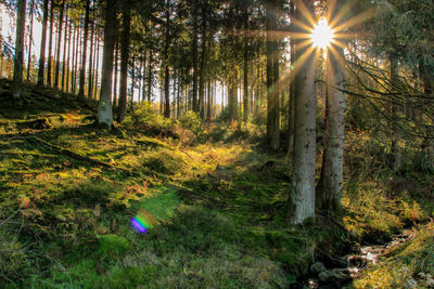 Trees growing in forest