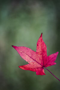 Close-up of maple leaf