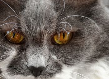 Close-up of cat