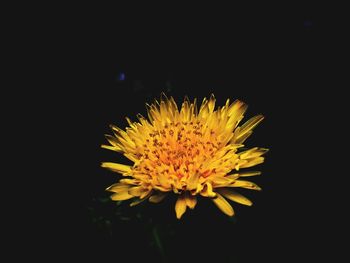 Close-up of dandelion flower