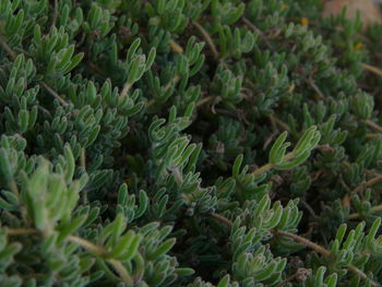 Close-up of plant