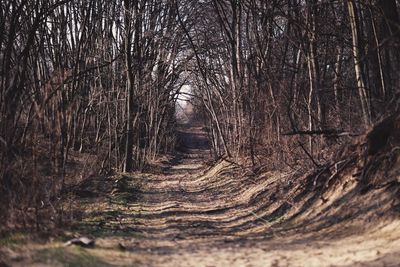 Dirt road along bare trees in forest