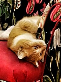 Portrait of cat