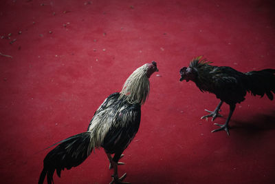 High angle view of roosters on red flooring