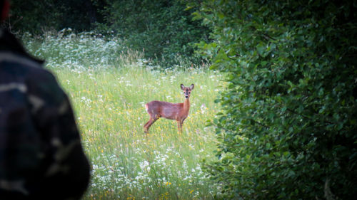 Deer in a forest