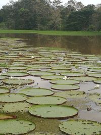 Scenic view of pond in forest