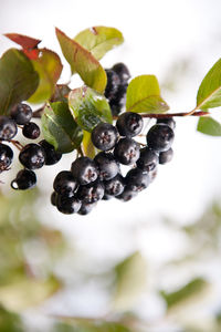 Close-up of grapes on tree