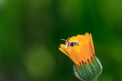 Close-up of bee pollinating on yellow flower