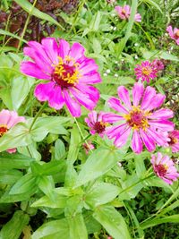 Close-up of flowers blooming outdoors