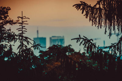 Silhouette plants by sea against sky at sunset