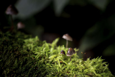 Close-up of mushrooms growing on land