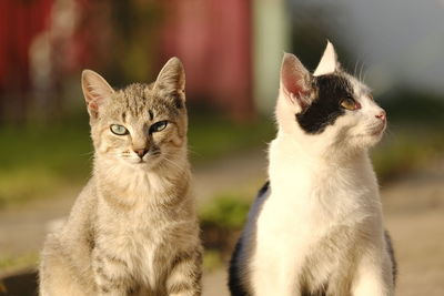 Close-up portrait of cat