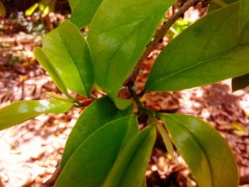 Close-up of insect on plant