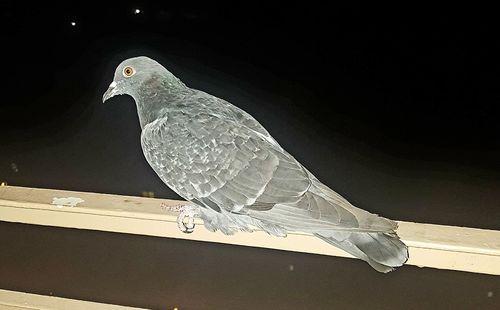 Close-up of bird perching on floor