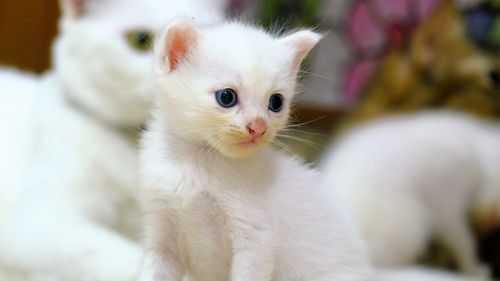 Close-up portrait of white cat