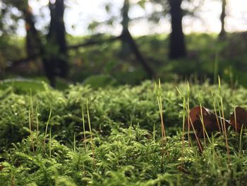 Close-up of mushroom in grass