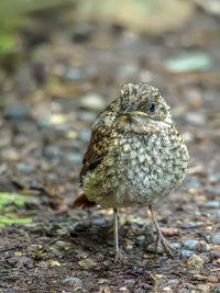 Close-up of bird