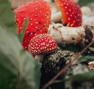 Close-up photo of an iconic fly agaric or fly amanita mushroom