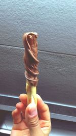 Close-up of hand holding ice cream against wall