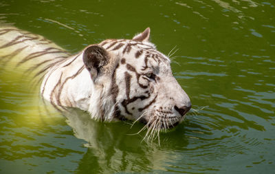 View of tiger drinking water in lake