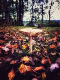 Autumn leaves on field