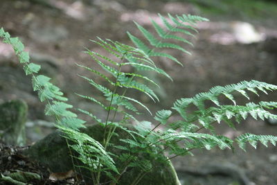 Close-up of fern growing on tree