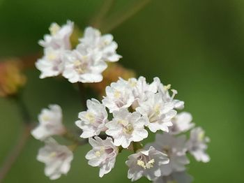 Close-up of white cherry blossoms