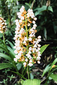 Close-up of white flowering plant