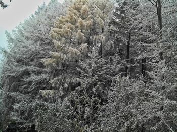 Trees in forest during winter