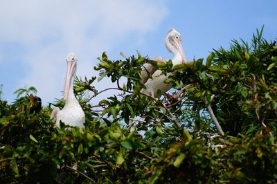 Low angle view of bird perching on tree against sky