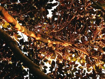 Low angle view of tree in autumn