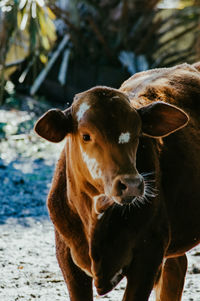 Portrait of cow